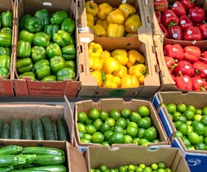 Boxes of different vegetables